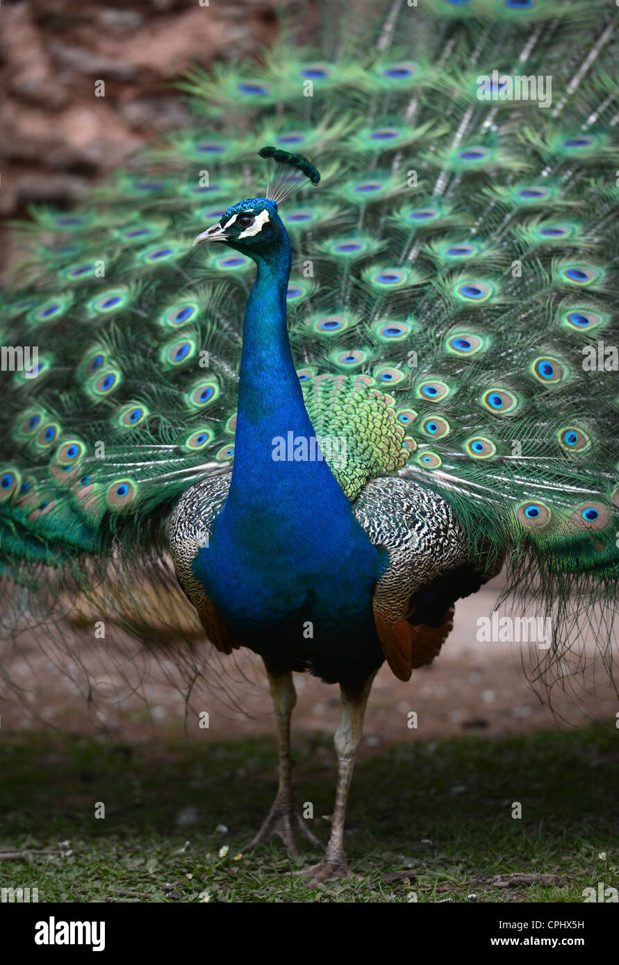 A Peacock displaying its feathers UK Stock Photo - Alamy