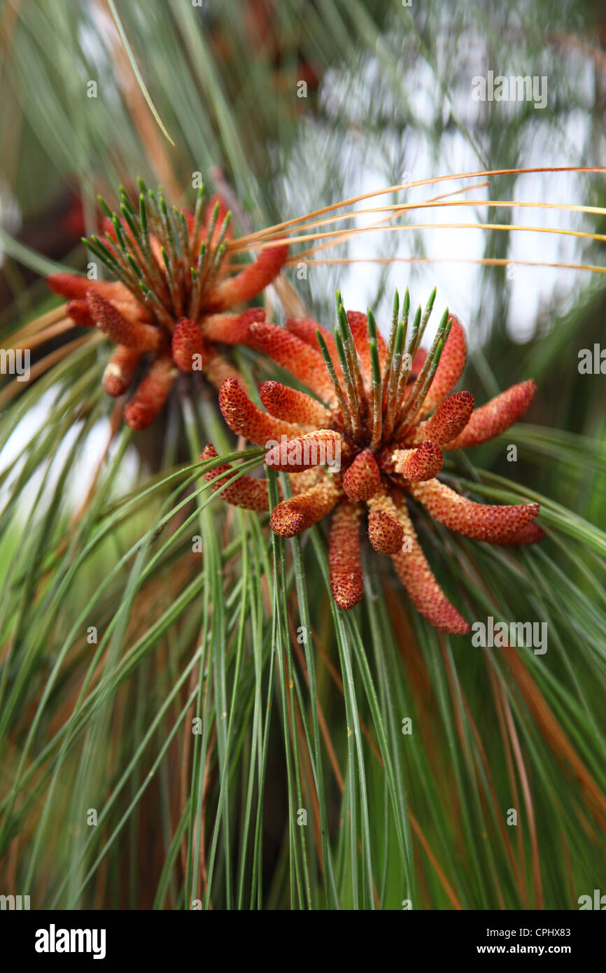 Pinus montezumae, known as the Montezuma Pine, is a species of conifer in the Pinaceae family Stock Photo