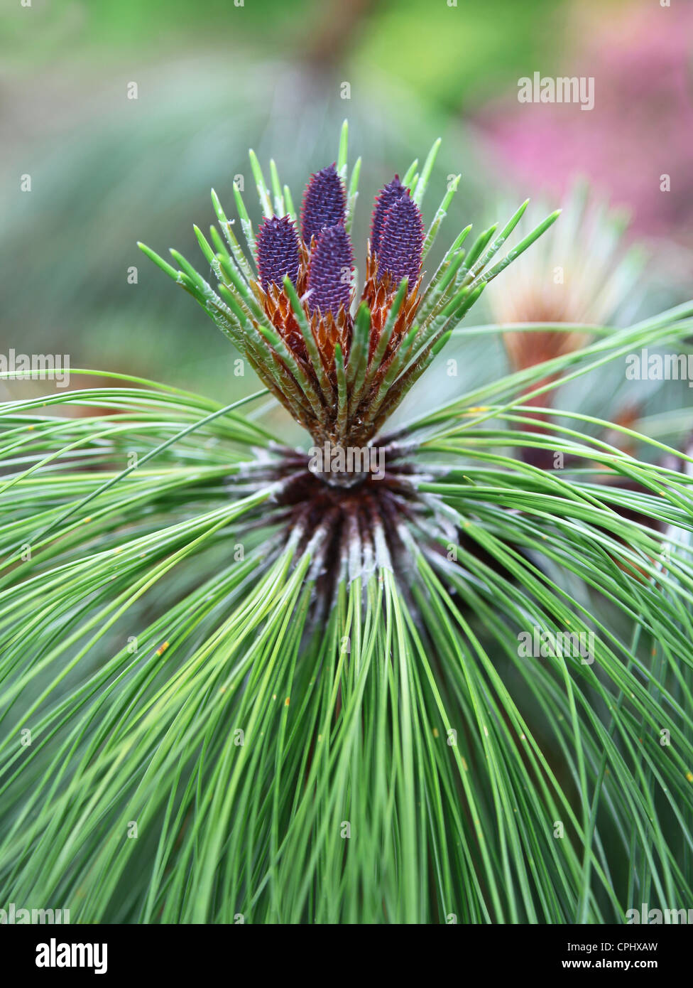 Purple cones of Pinus montezumae, known as the Montezuma Pine, is a species of conifer in the Pinaceae family Stock Photo