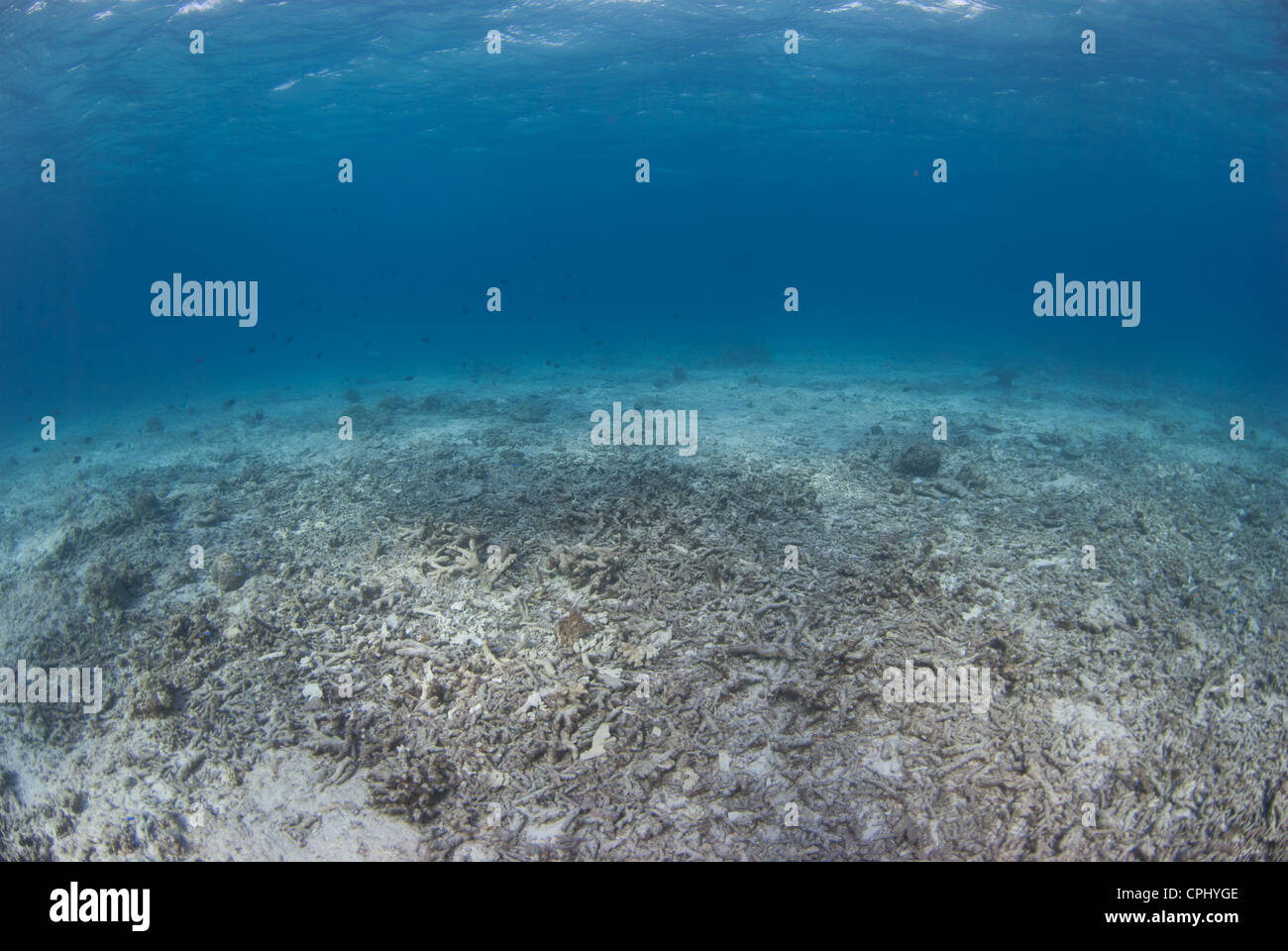 A destroyed reef from bomb, dynamite fishing. One of the most unsustainable  fishing practice. Taken in Indonesia South East Asia Stock Photo - Alamy