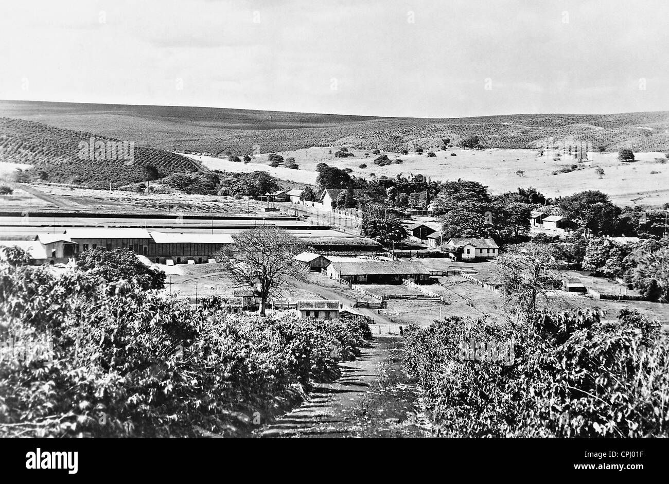 Coffee plantation in Brazil, 1928 Stock Photo