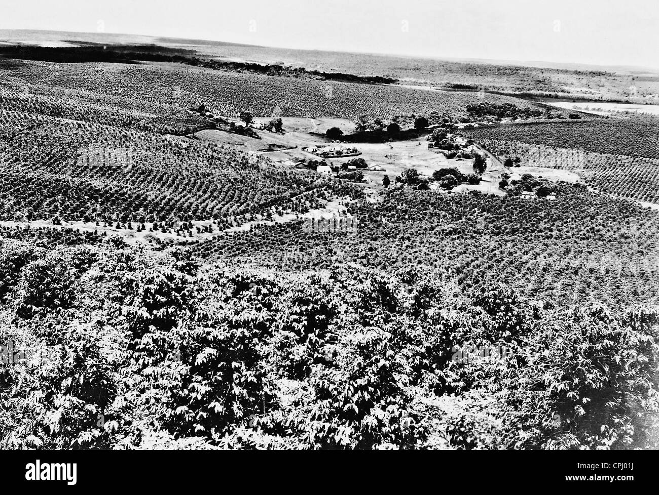 Coffee plantation in Brazil, 1928 Stock Photo