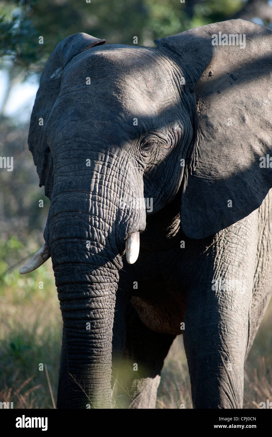 Male elephants tussle while eating tree bark in Thornybush Game Reserve, Kruger National Park