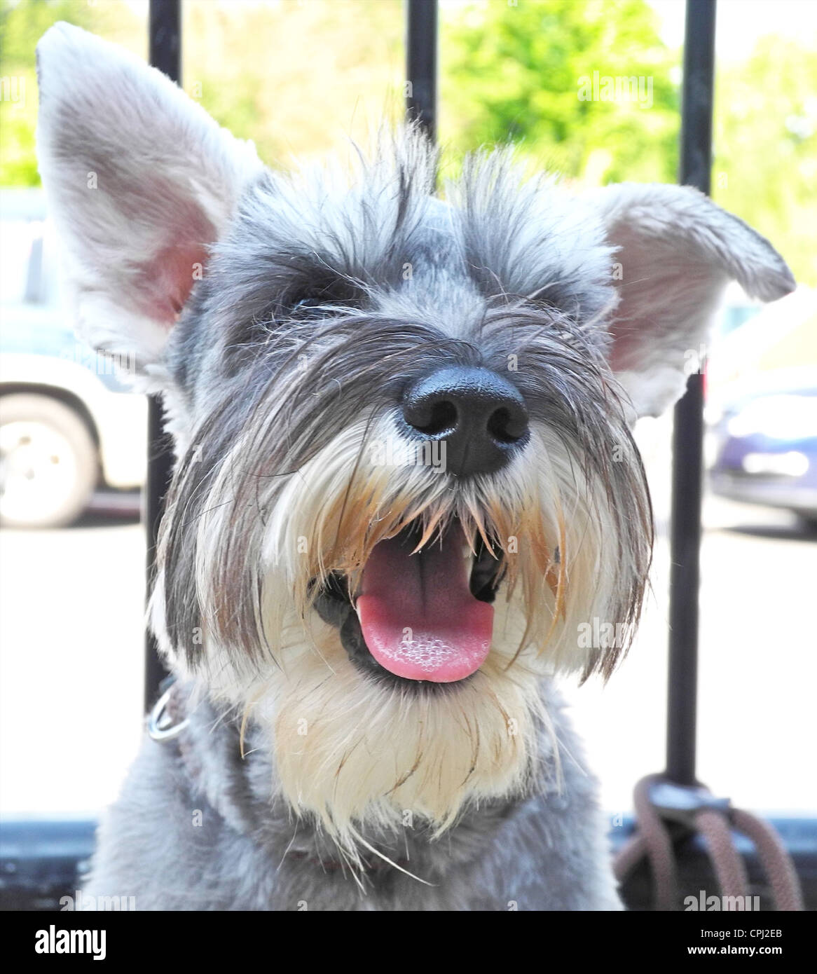 mini schnauzer poodle