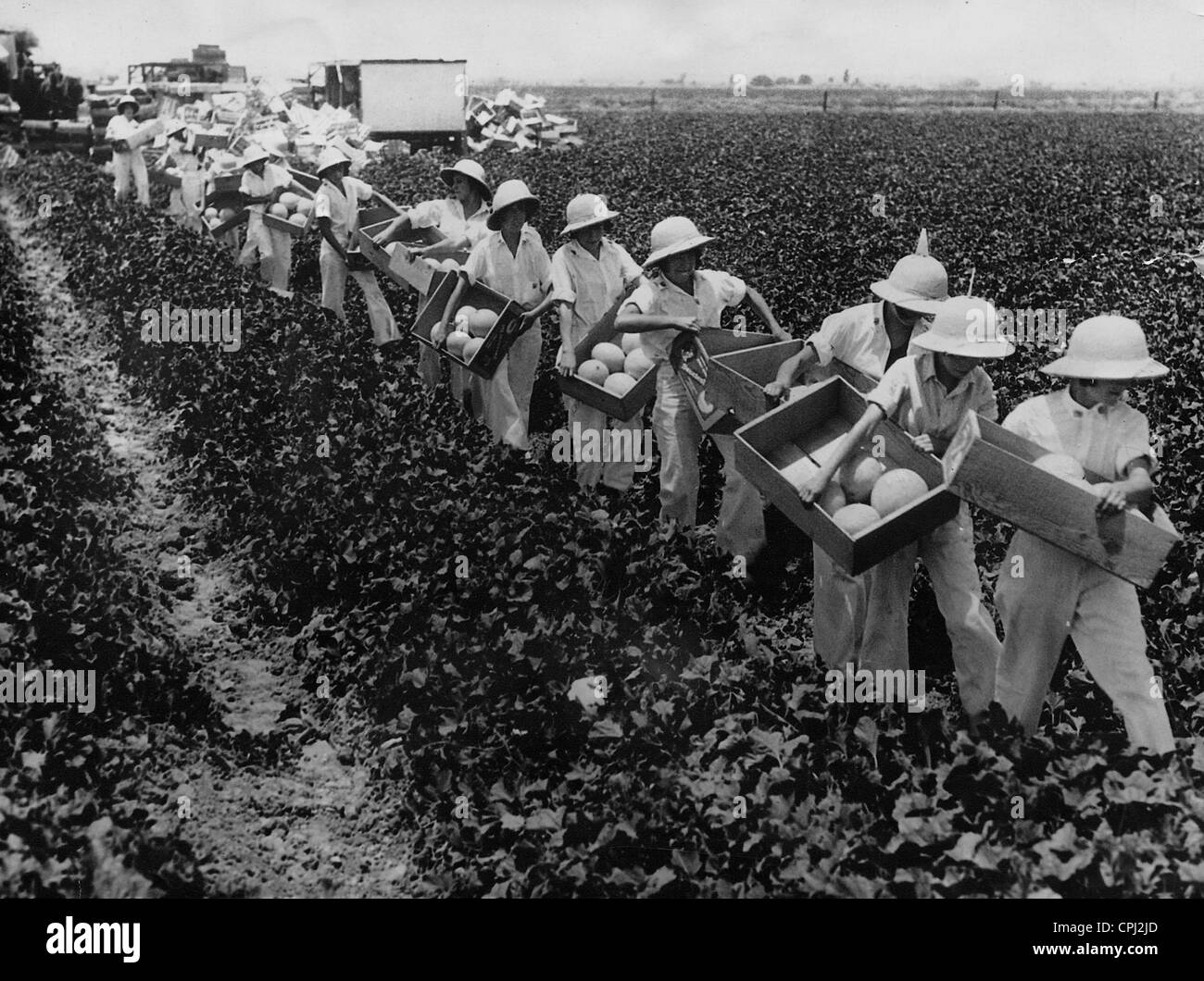 Melon field Black and White Stock Photos & Images Alamy