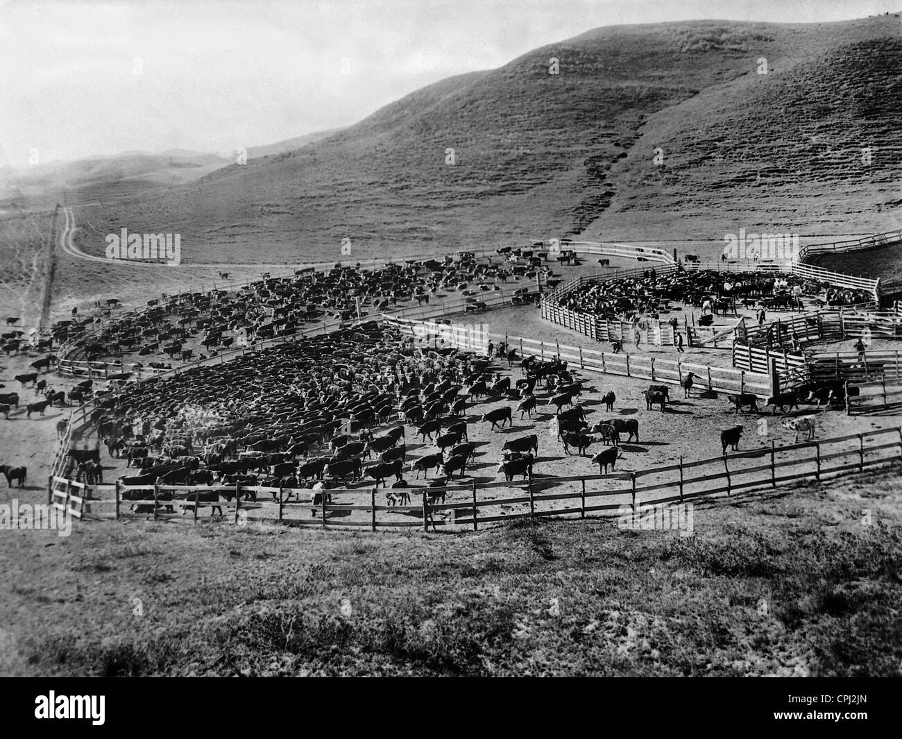 Cattle herd in Wyoming, 1929 Stock Photo