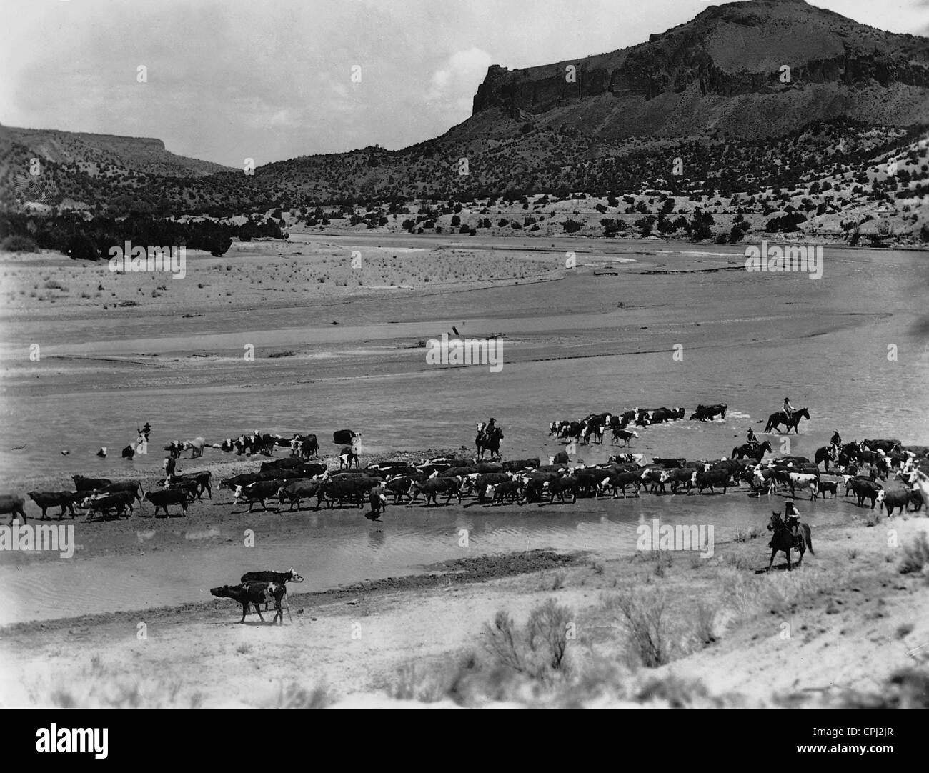 Cattle herd in Texas, 1936 Stock Photo