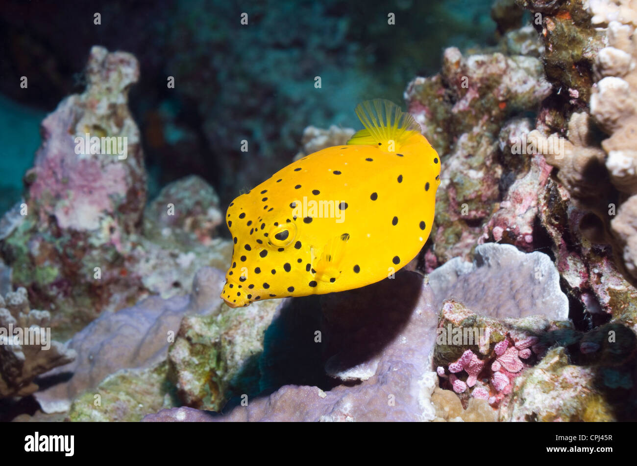 Yellow boxfish (Ostracion cubicus). Andaman Sea, Thailand. Stock Photo