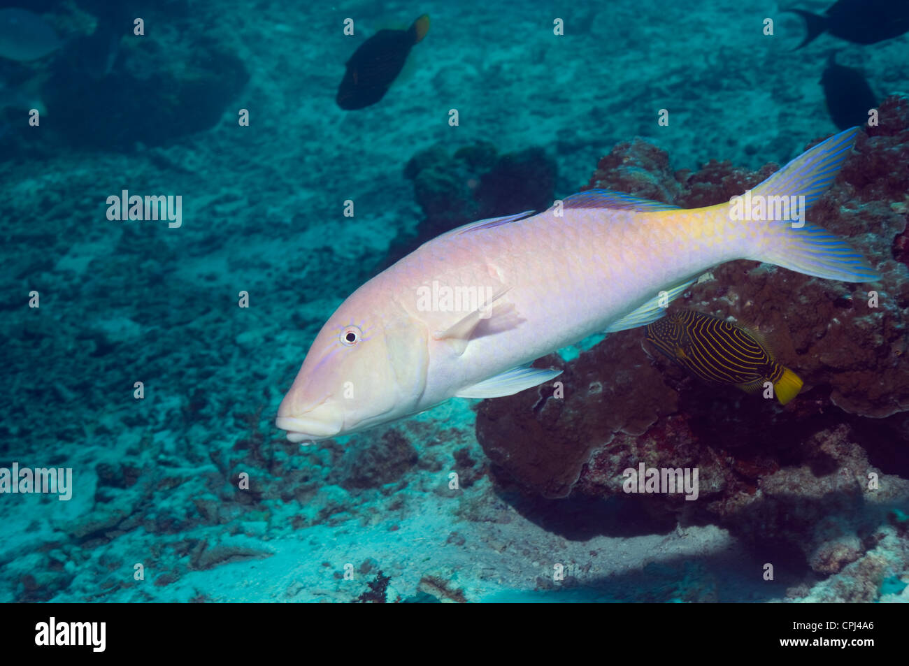 Yellowsaddle goatfish (Parupeneus cyclostomus). Andaman Sea, Thailand. Stock Photo