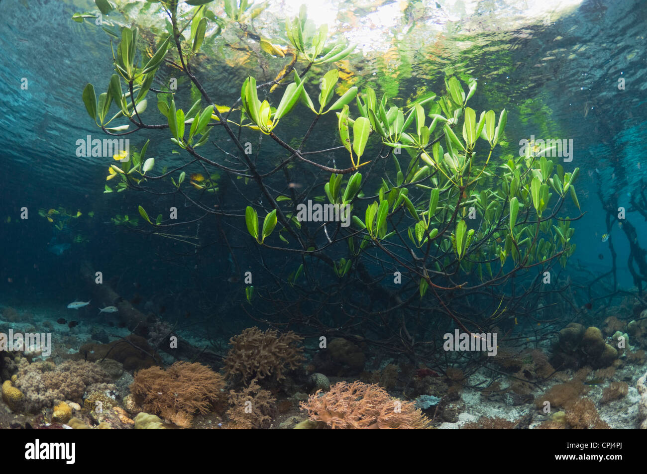 Mangrove (Rhizophora sp.) on the edge of coral reef. Raja Ampat, Indonesia. Stock Photo