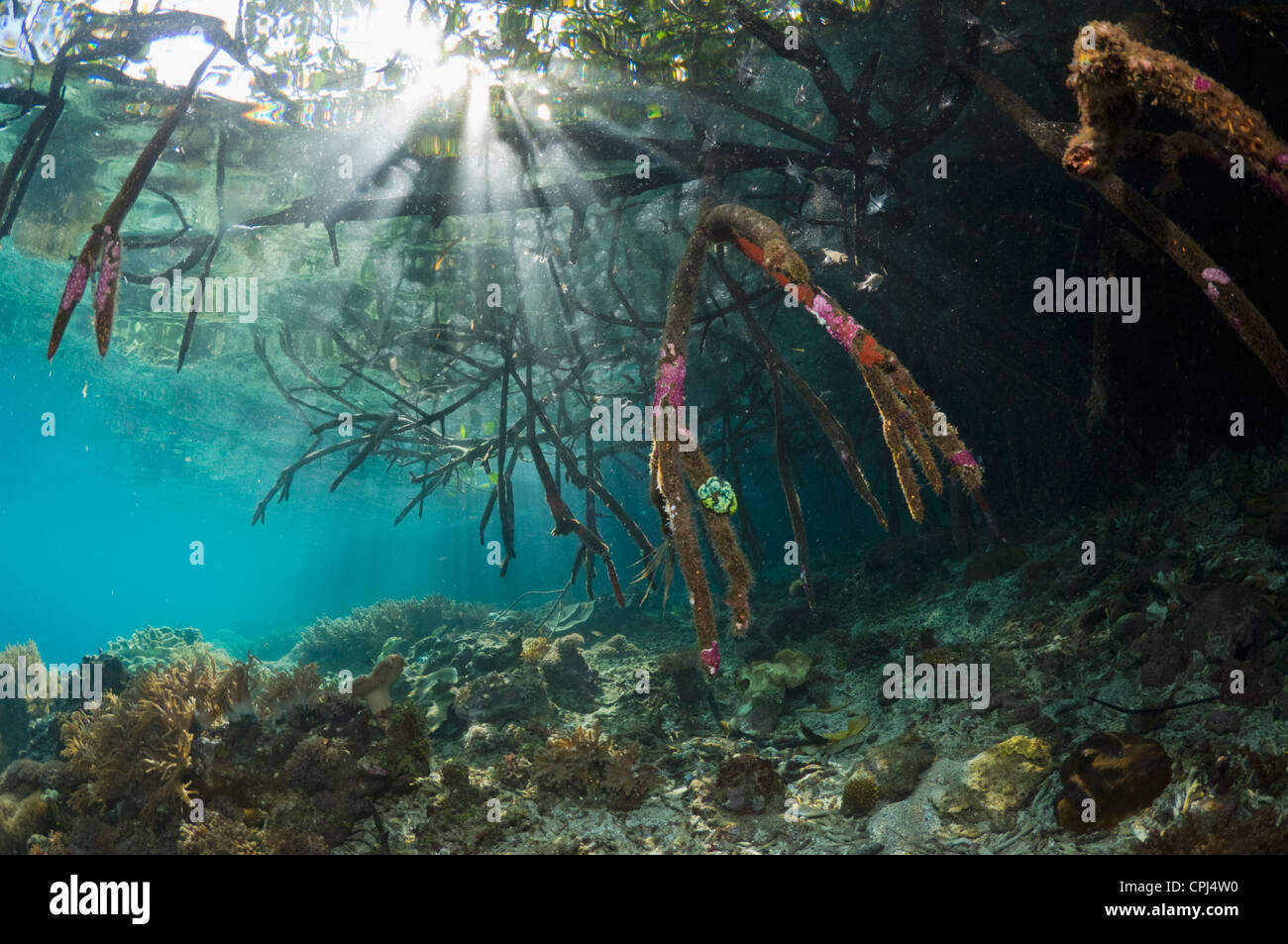 Blue mangrove with shafts of sunlight at the edge of coral reef. Raja ...