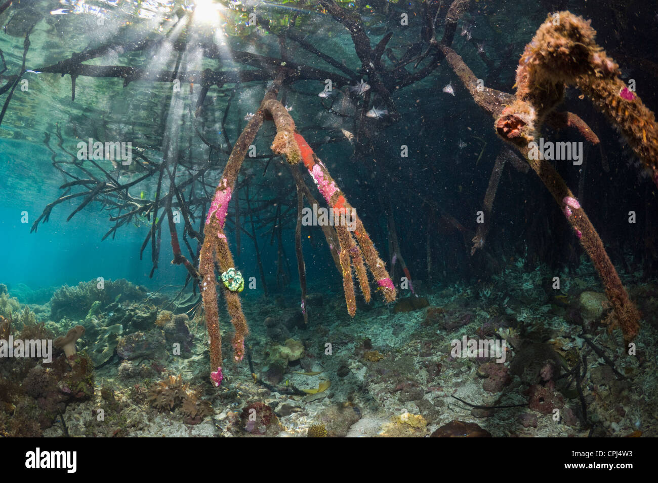 Blue mangrove on the edge of coral reef. Raja Ampat, West Papua ...