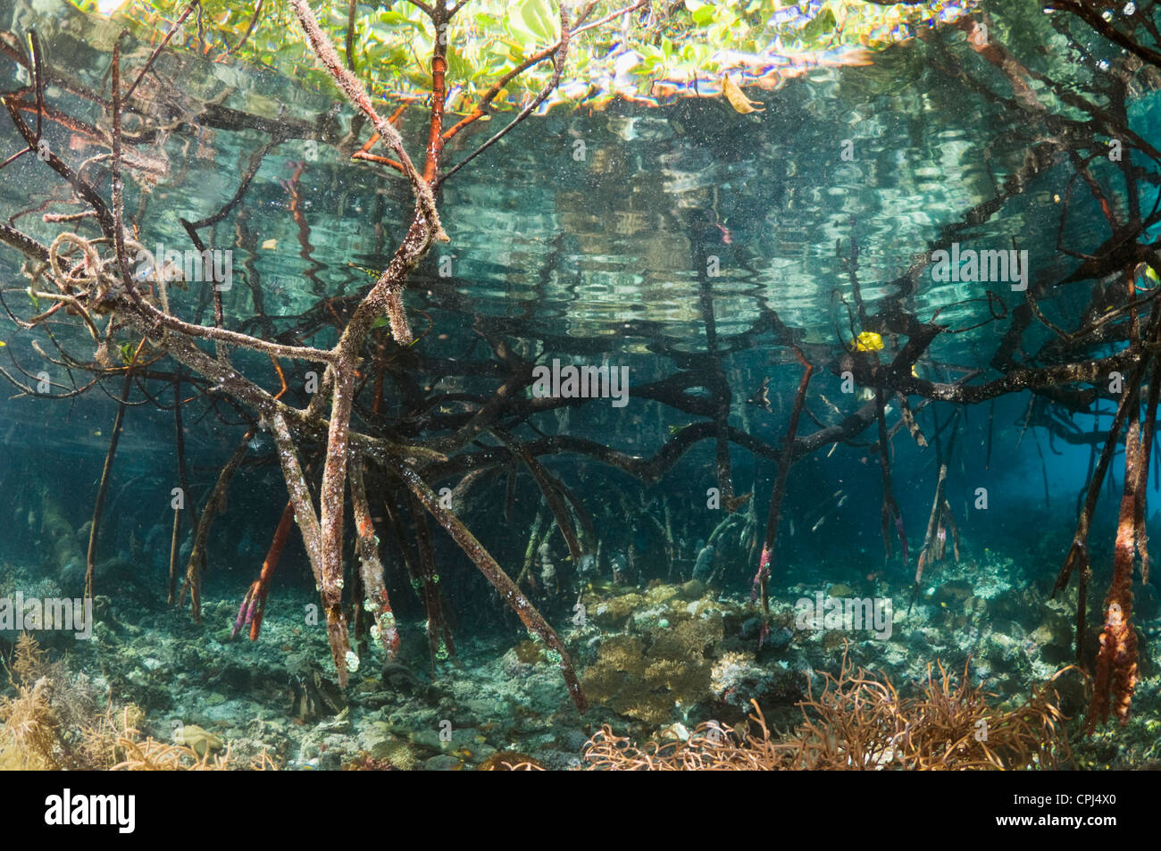Blue mangrove on the edge of coral reef. Raja Ampat, West Papua ...
