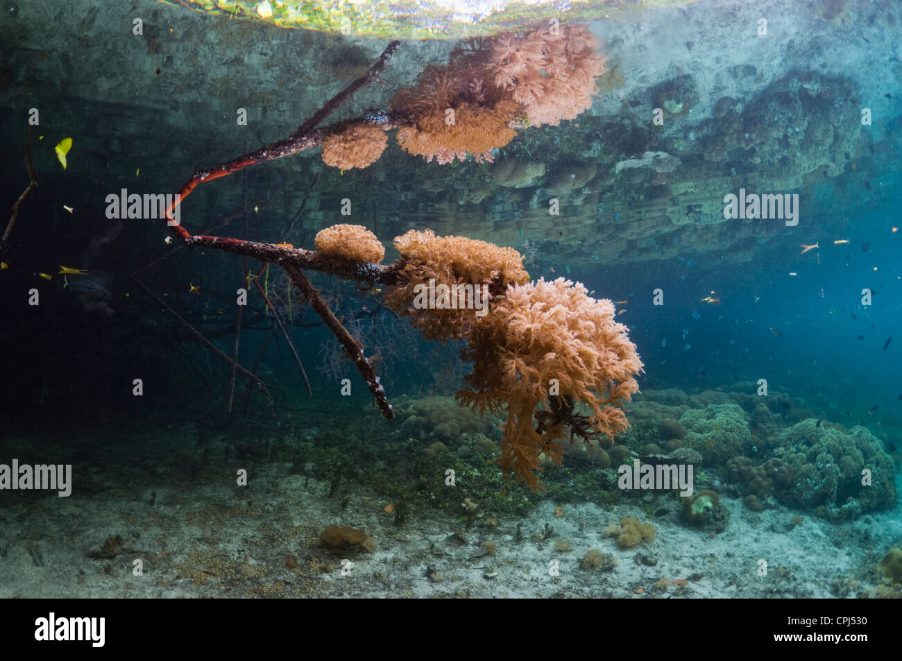 Blue water mangrove next to coral reef. Soft coral growing on mangrove root. Raja Ampat, West Papua, Indonesia. Stock Photo