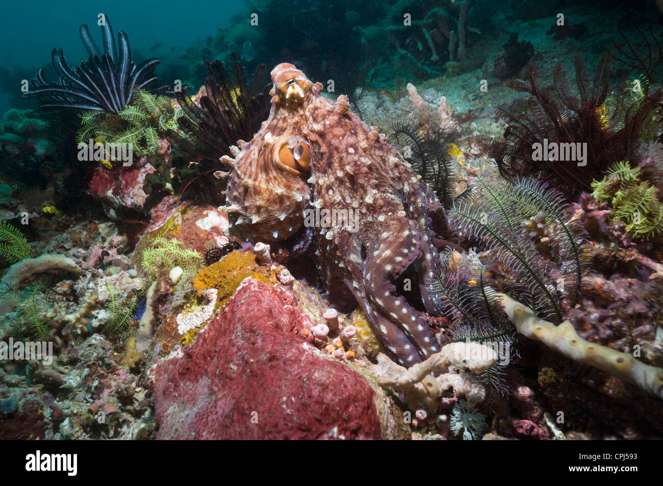 Day octopus (Octopus cyanea) hunting on coral reef with feahterstars. Komodo National Park, Indonesia. Stock Photo