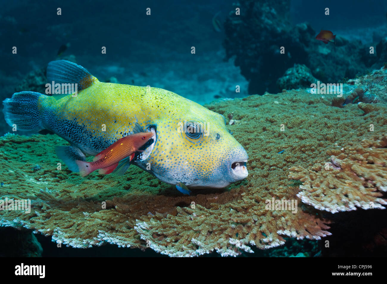 Star puffer (Arothron stellatus), being cleaned by a juvenile Diana's hogfish (Bodianus diana). Andaman Sea, Thailand. Stock Photo