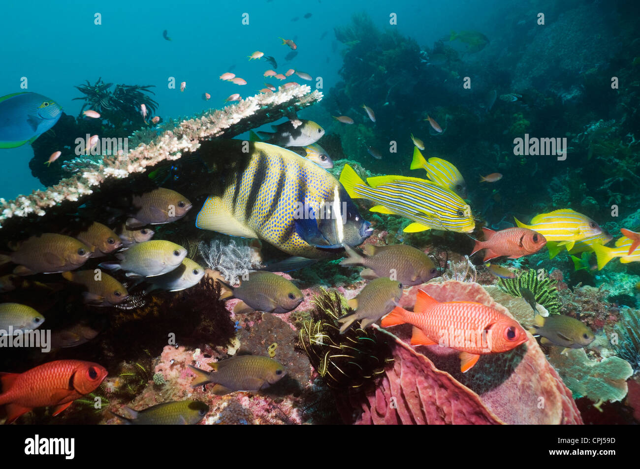 Six-banded angelfish and other fish sheltering on coral reef.  Rinca Komodo National Park Indonesia. Stock Photo