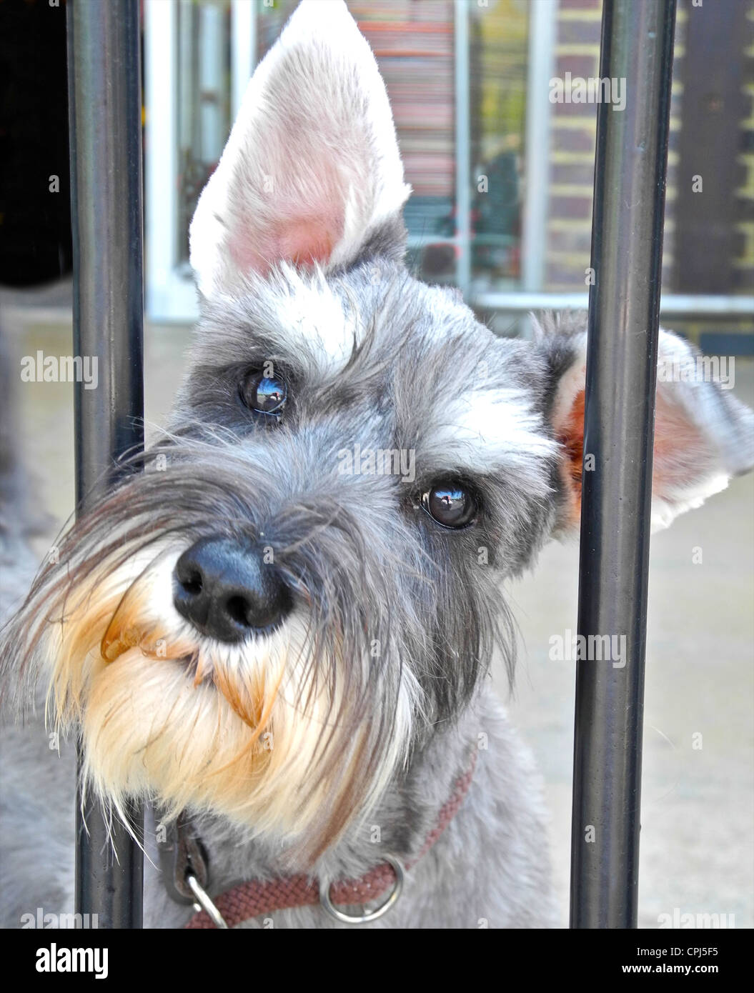 The Miniature Schnauzer is a breed of small dog of the Schnauzer type that originated in Germany in the mid-to-late 19th century Stock Photo