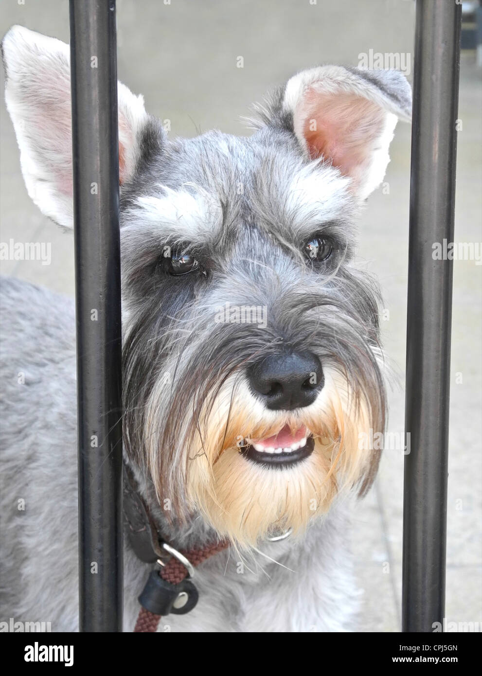 Minature Schnauzer Stock Photos Minature Schnauzer Stock Images