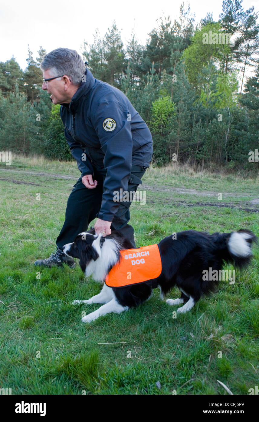 Search and Rescue Dog Single adult being told to search for missing person UK Stock Photo