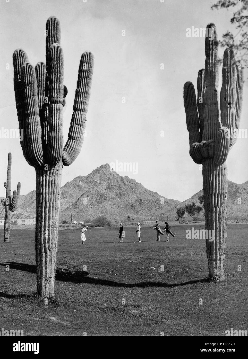 Saguaro cacti on a golf course in Arizona, 1930 Stock Photo