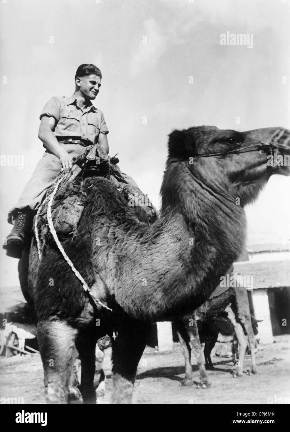 German soldier on a camel, 1942 Stock Photo