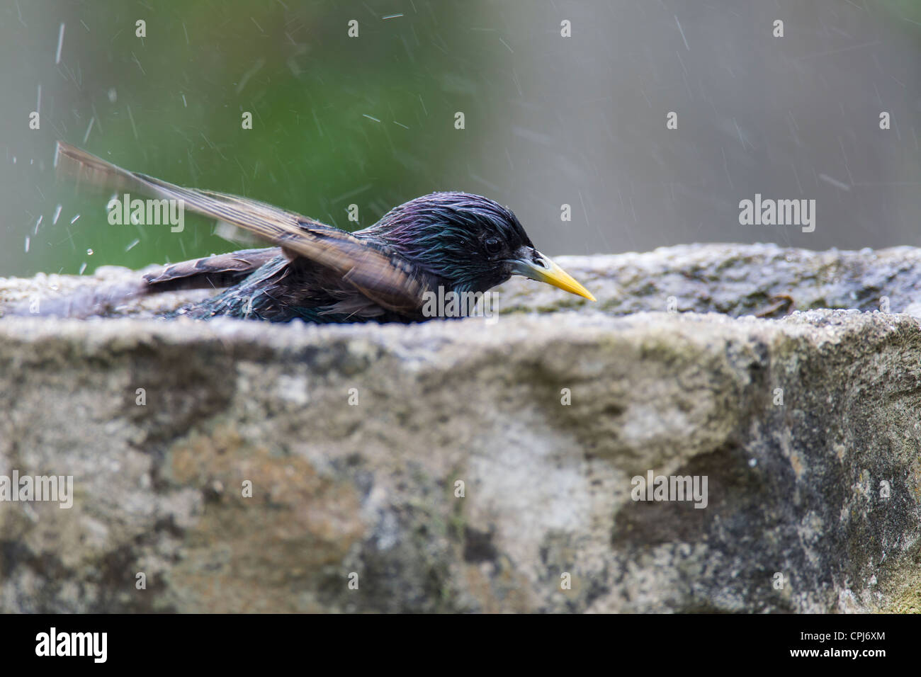 Starling Sturnus vulgaris (Sturnidae) Stock Photo