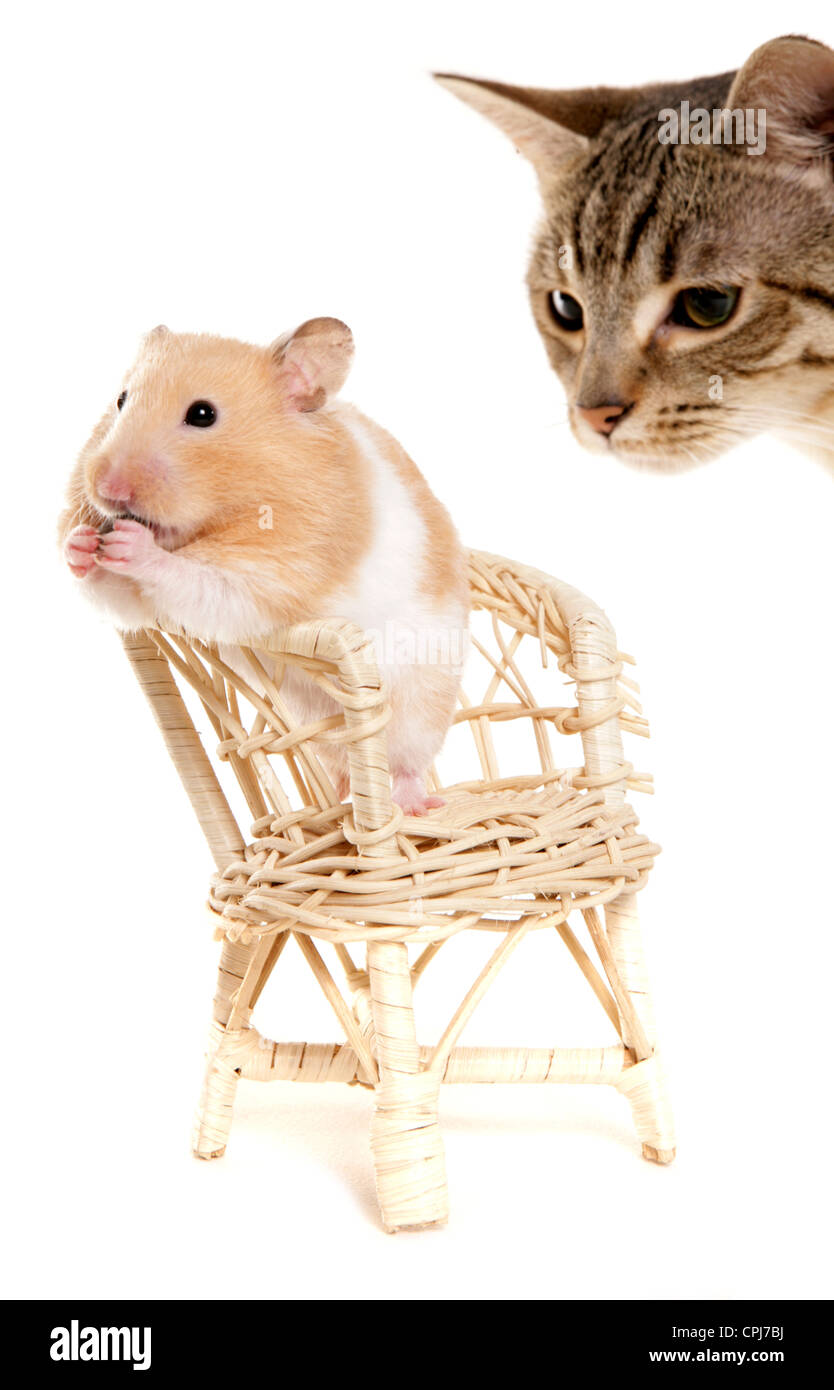Hamster Single adult sitting on a chair eating Studio, UK Stock Photo