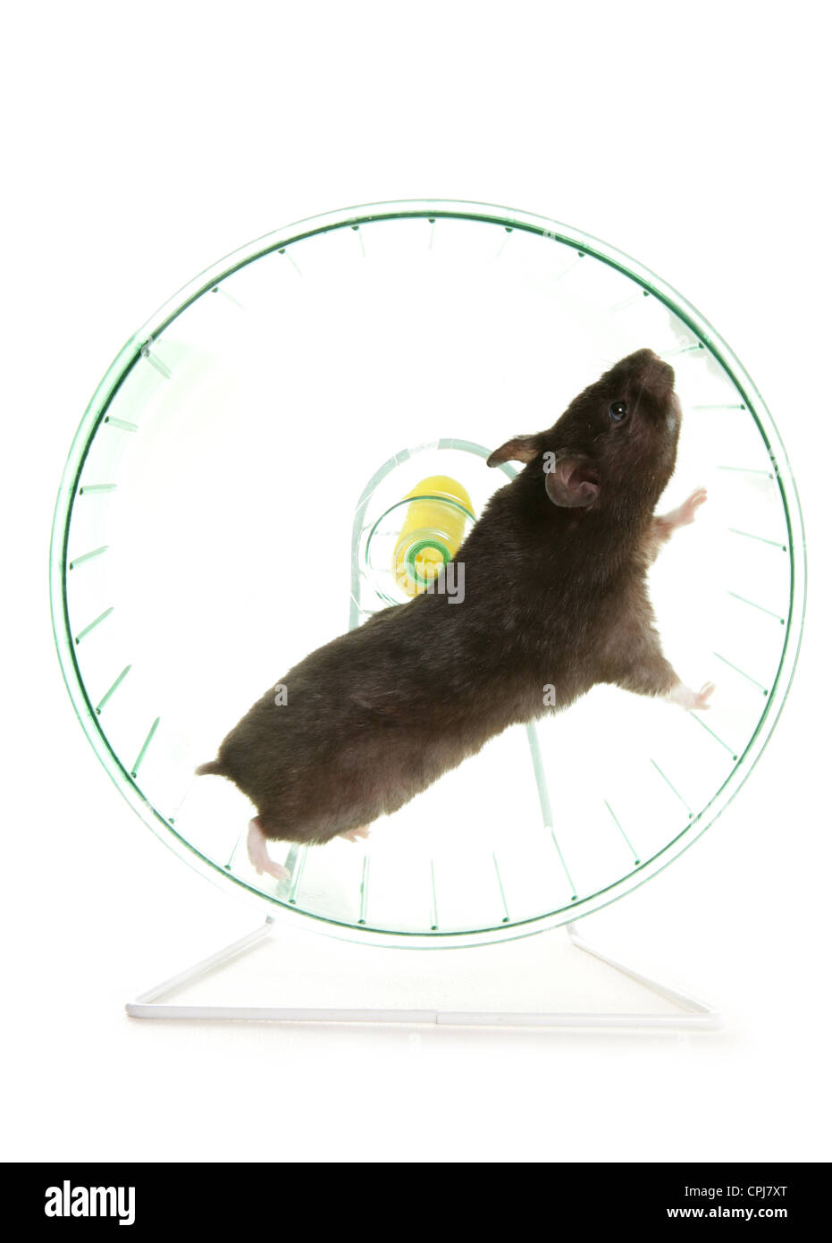 Hamster Wheel High Resolution Stock Photography and Images Alamy