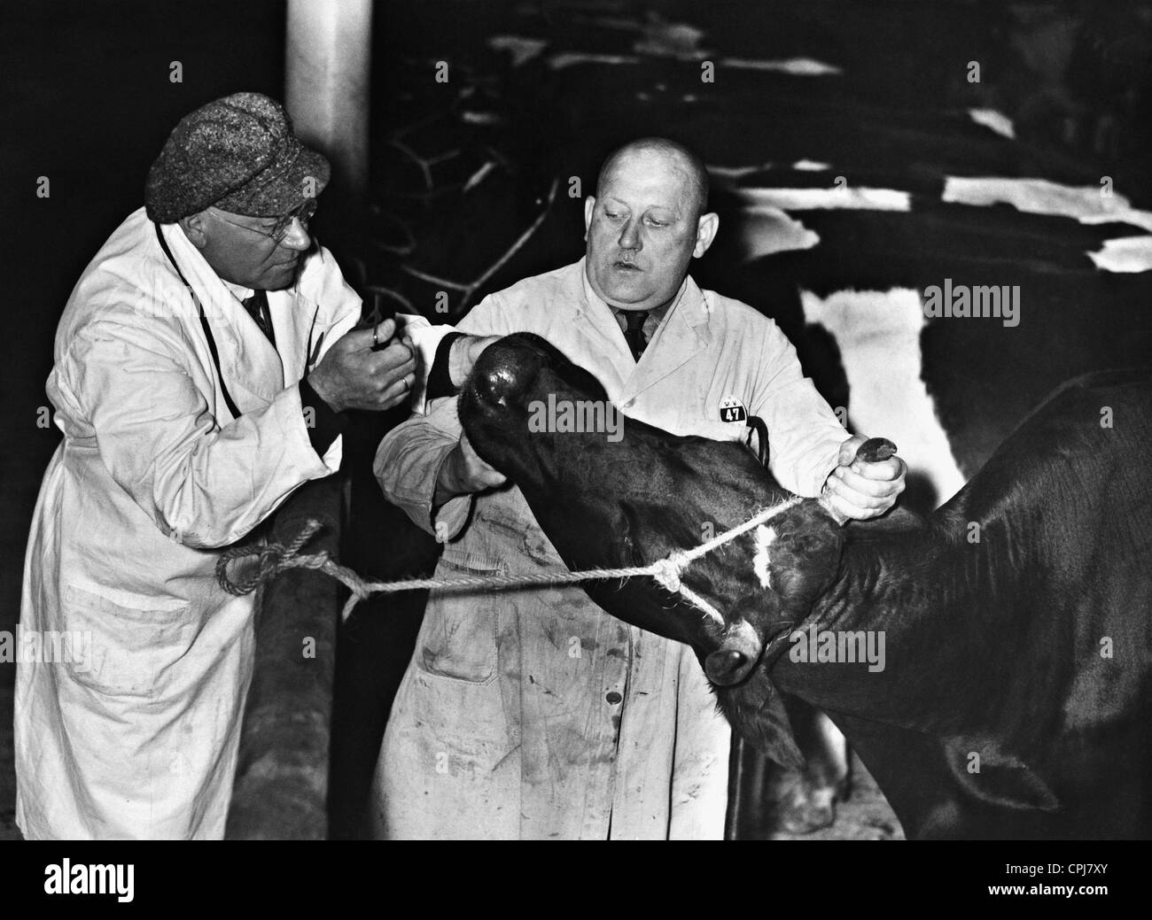 Veterinary examination at the slaughterhouse, 1935 Stock Photo Alamy
