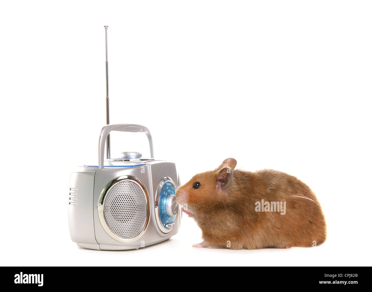 Hamster Single adult turning on a ghetto blaster Studio, UK Stock Photo