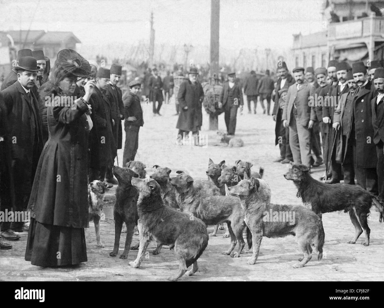 A woman feeding stray dogs in Constantinople, 1908 Stock Photo