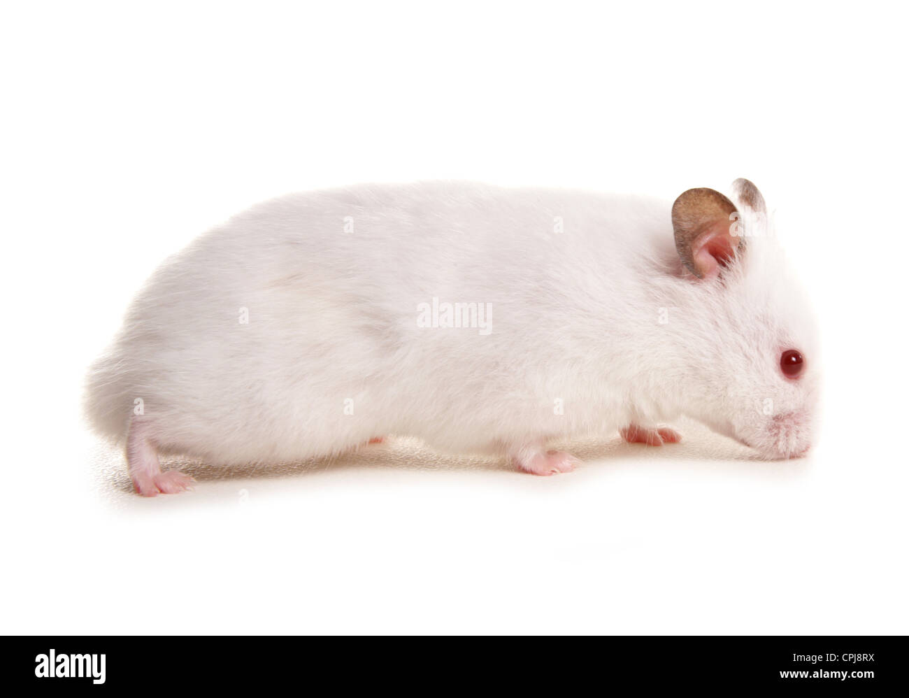 Hamster Single adult profile Studio, UK Stock Photo