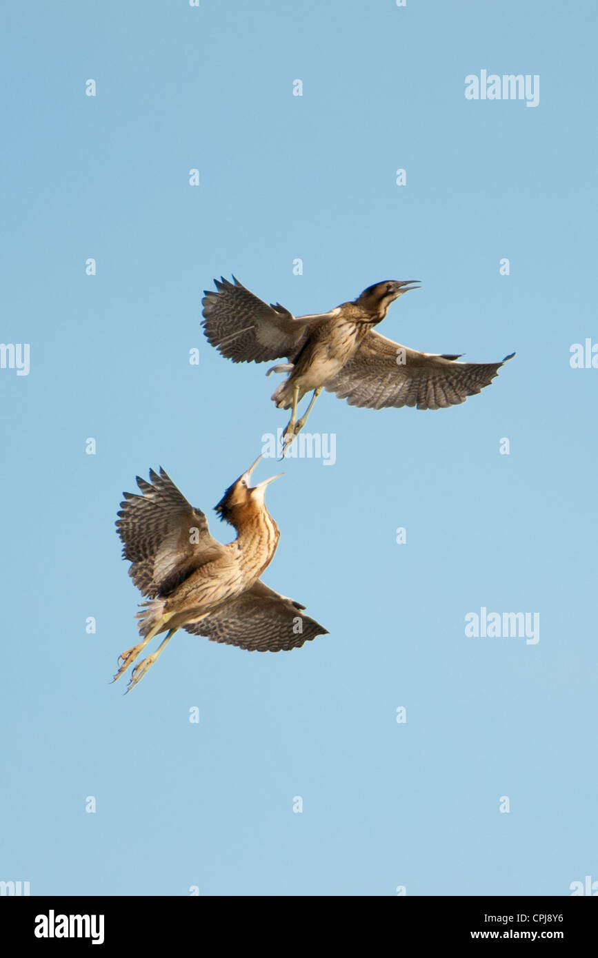 Dueling Bitterns over the Somerset Levels Stock Photo