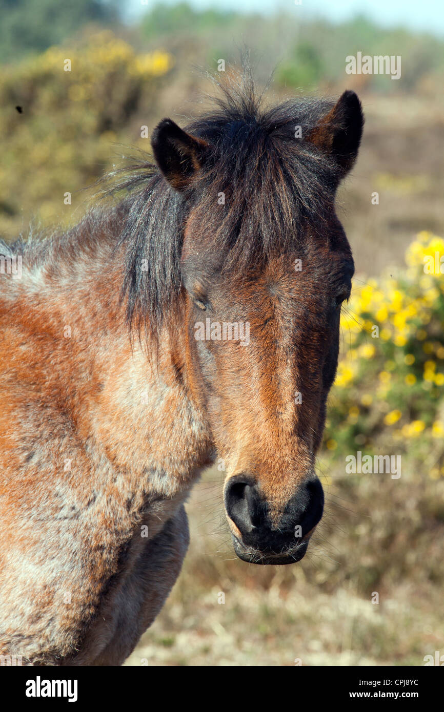 New Forrest Pony, UK Stock Photo