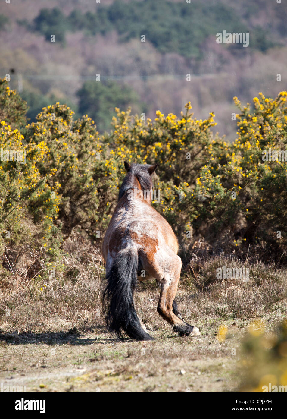 New Forrest Pony, UK Stock Photo