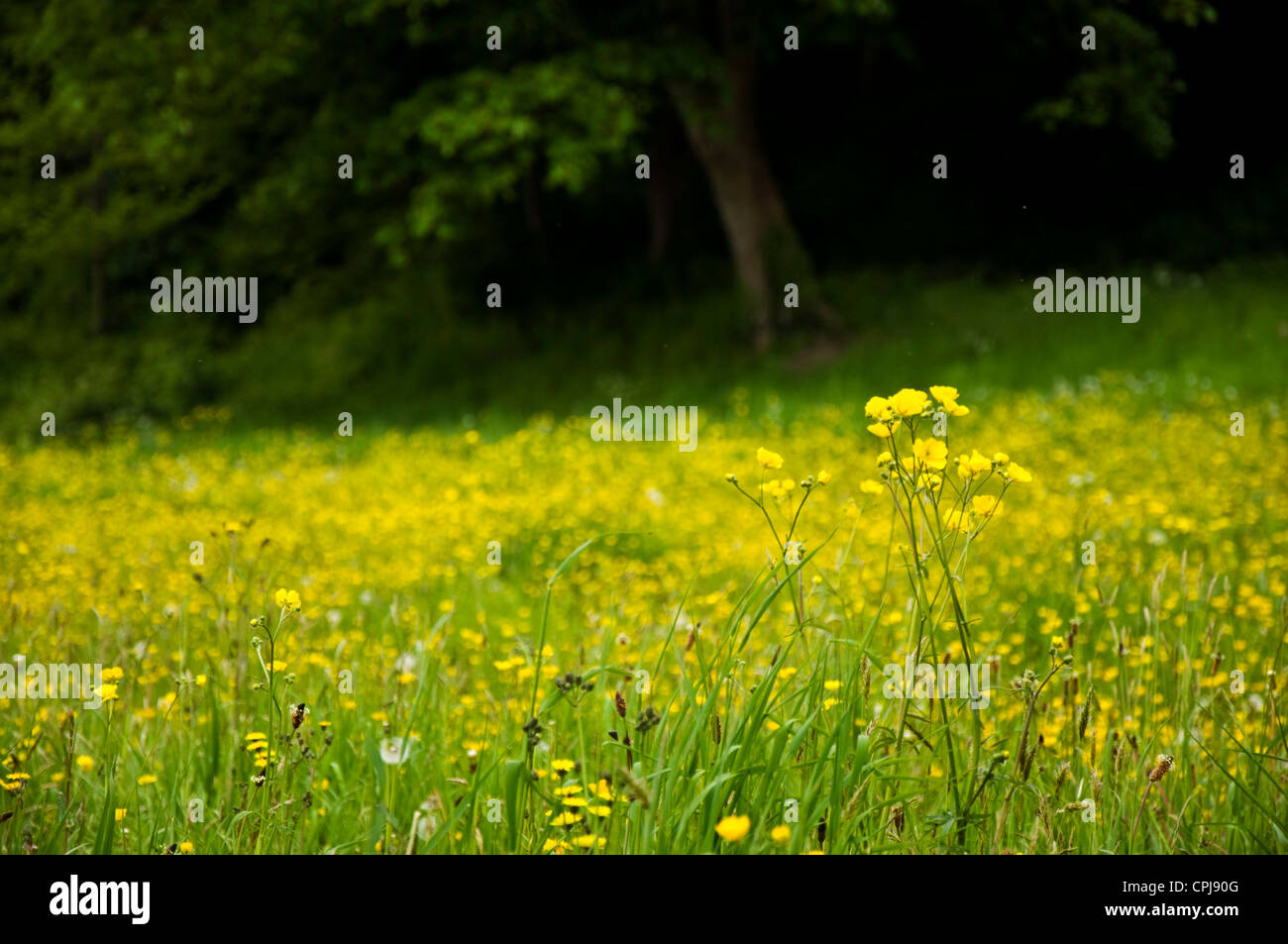 Buttercup meadow with focus on foreground flowers Stock Photo