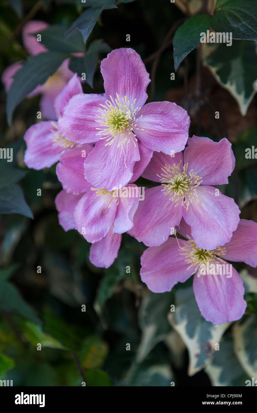 Pink Flowering Clematis Stock Photo - Alamy