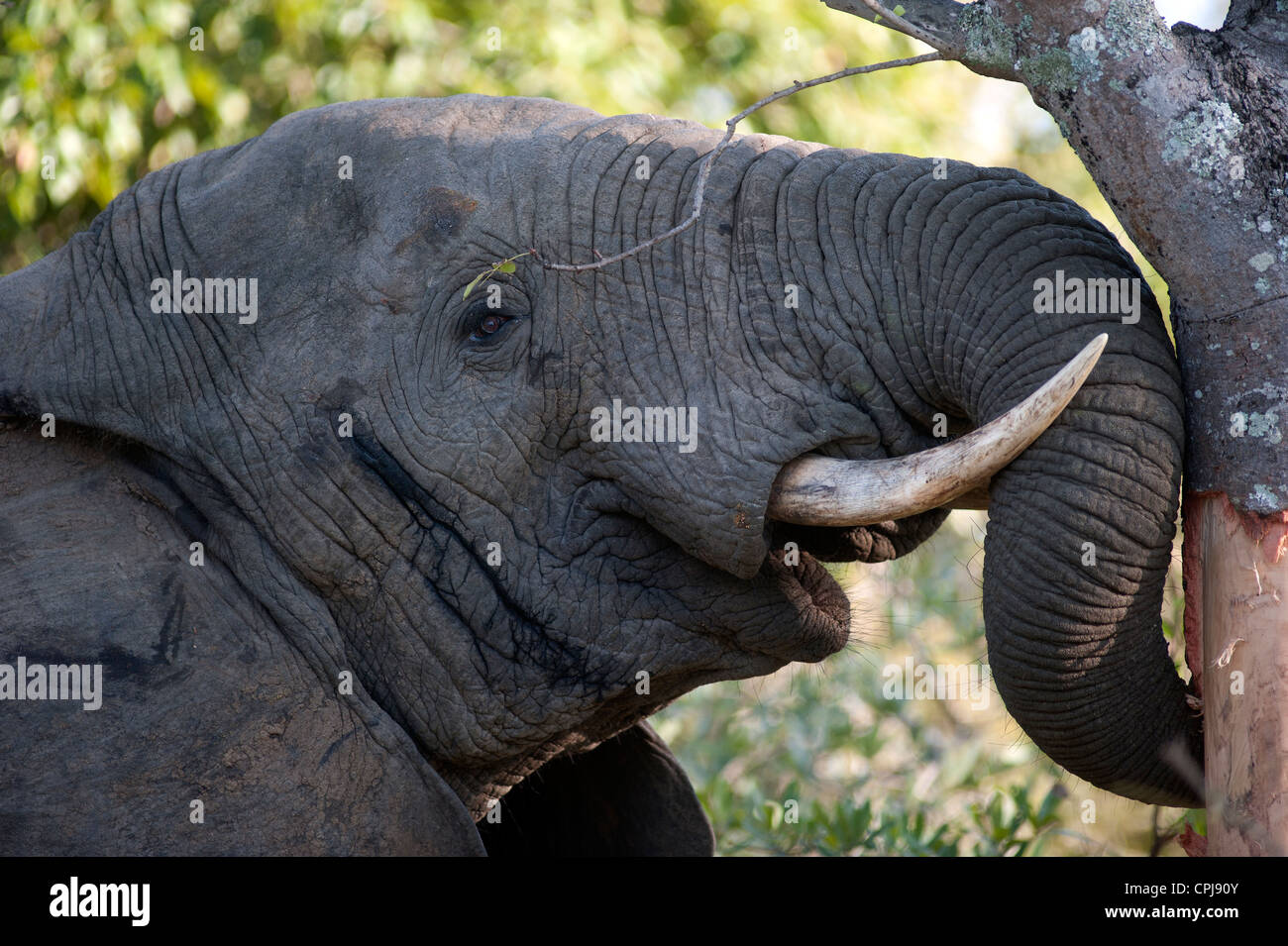 Male elephant eating tree bark in Thornybush Game Reserve, Kruger