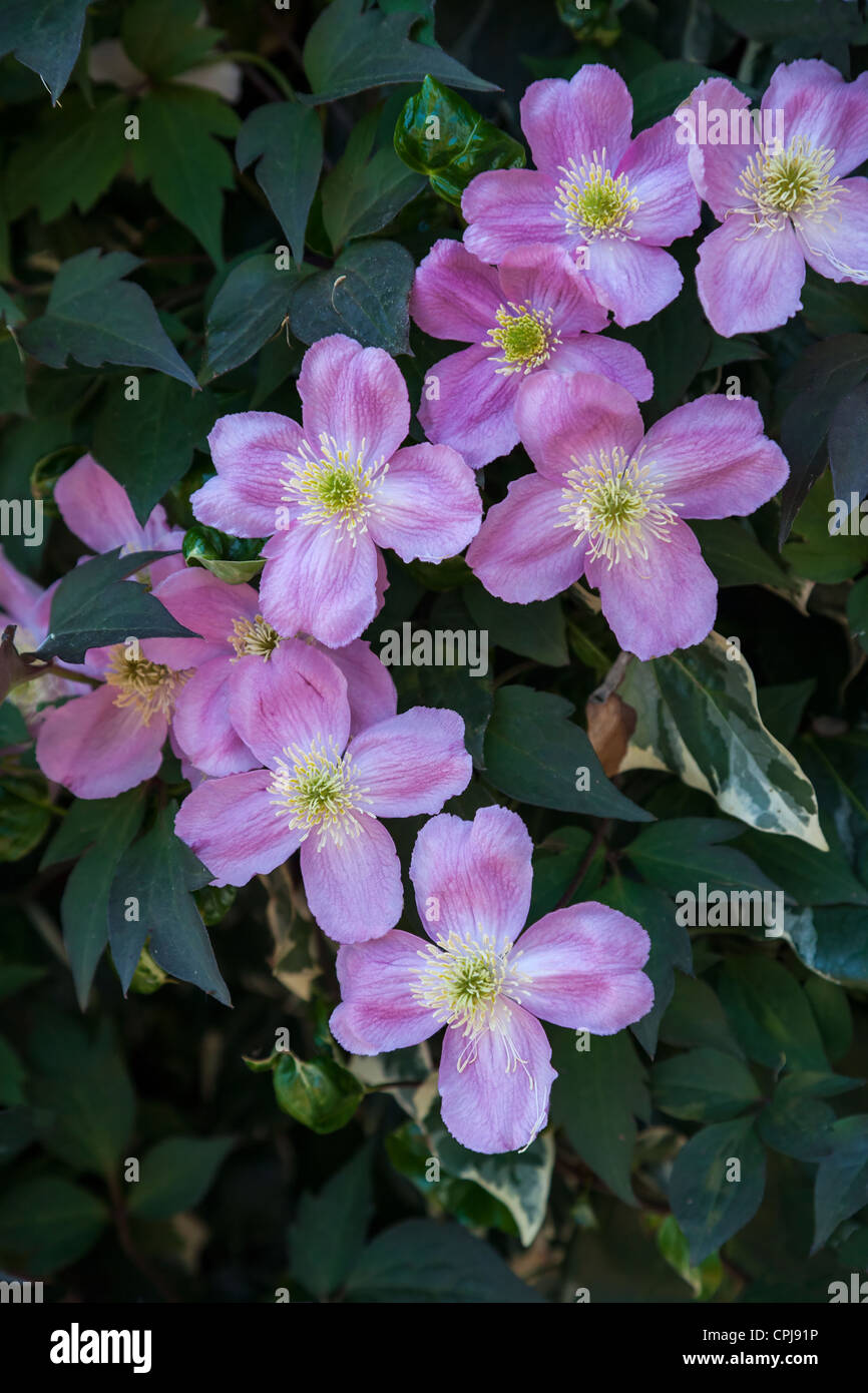 Pink Flowering Clematis Stock Photo Alamy
