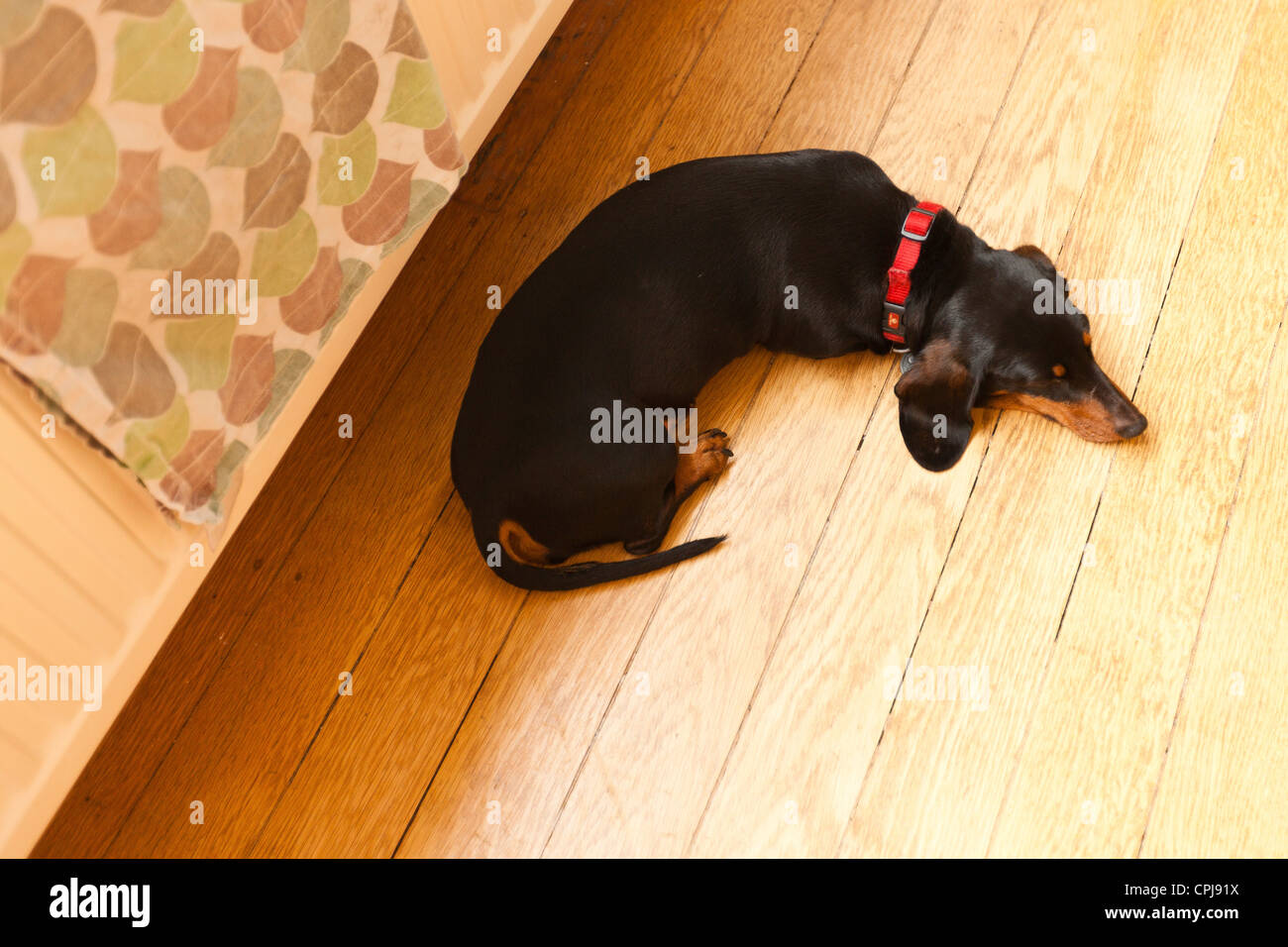 Portrait of a sleeping dachshund Stock Photo Alamy