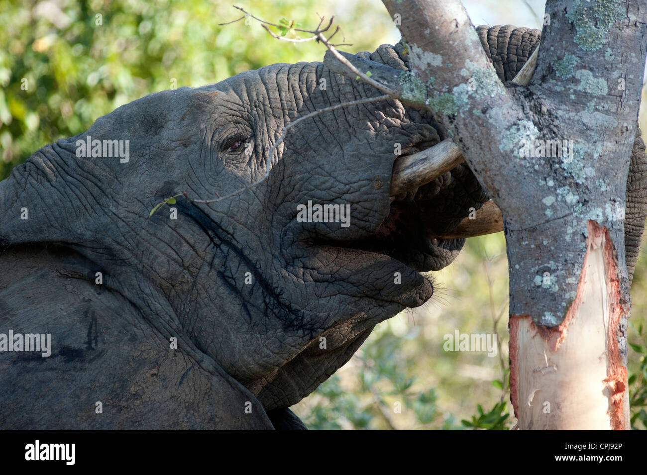 Male elephant eating tree bark in Thornybush Game Reserve, Kruger