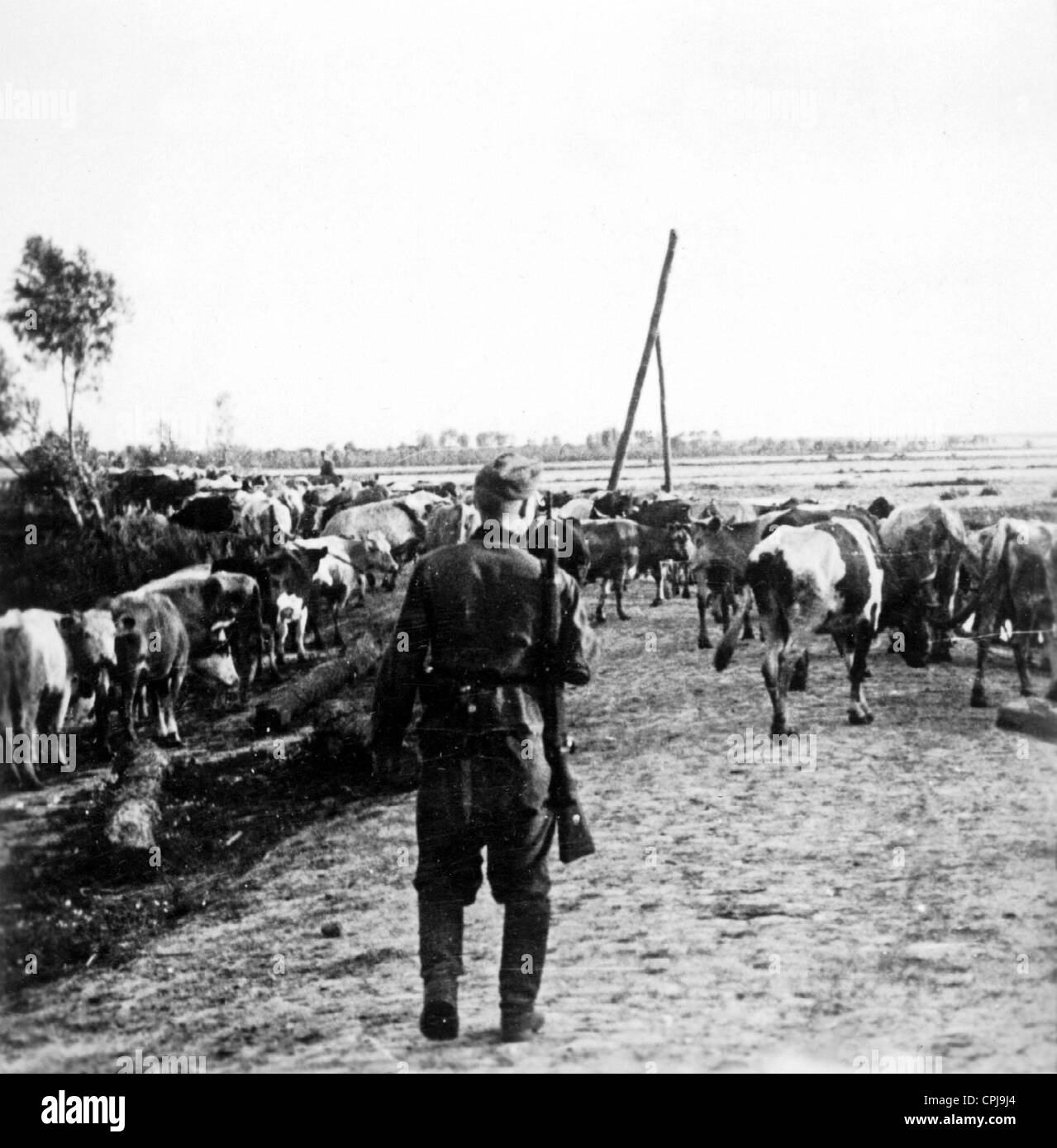 German soldier with stolen Russian cattle Stock Photo