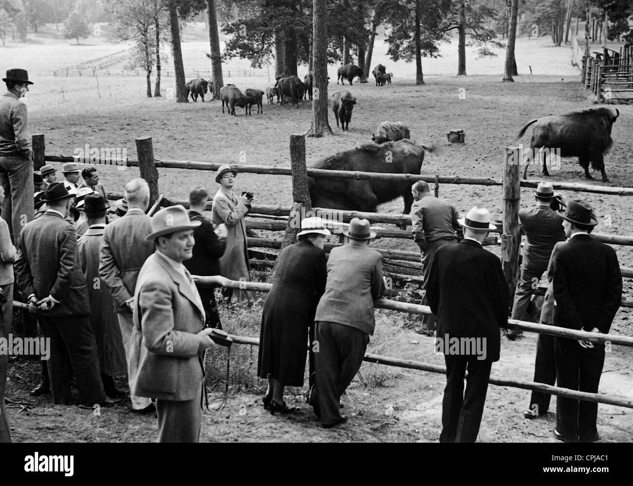 Guests visit the bison enclosure in the Schorfheide, 1938 Stock Photo