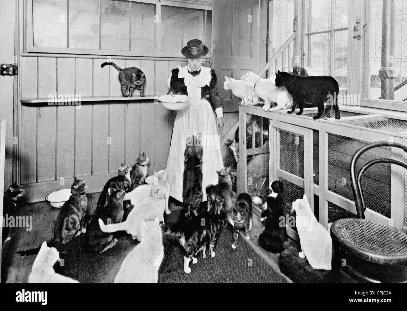 Animal Shelter 1904 Stock Photo Alamy animal-shelter-standards