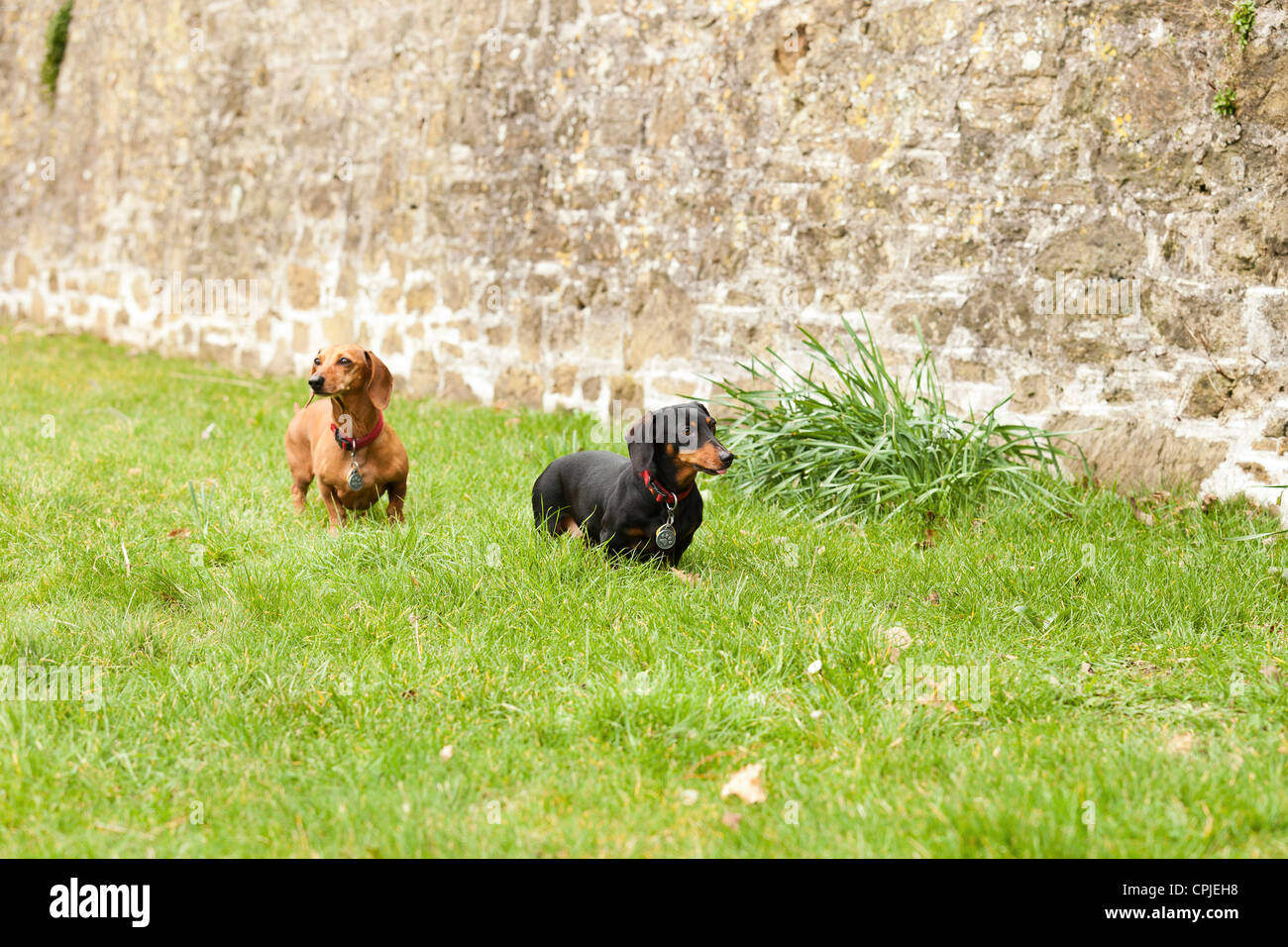 Portrait of Dachshund dogs Stock Photo