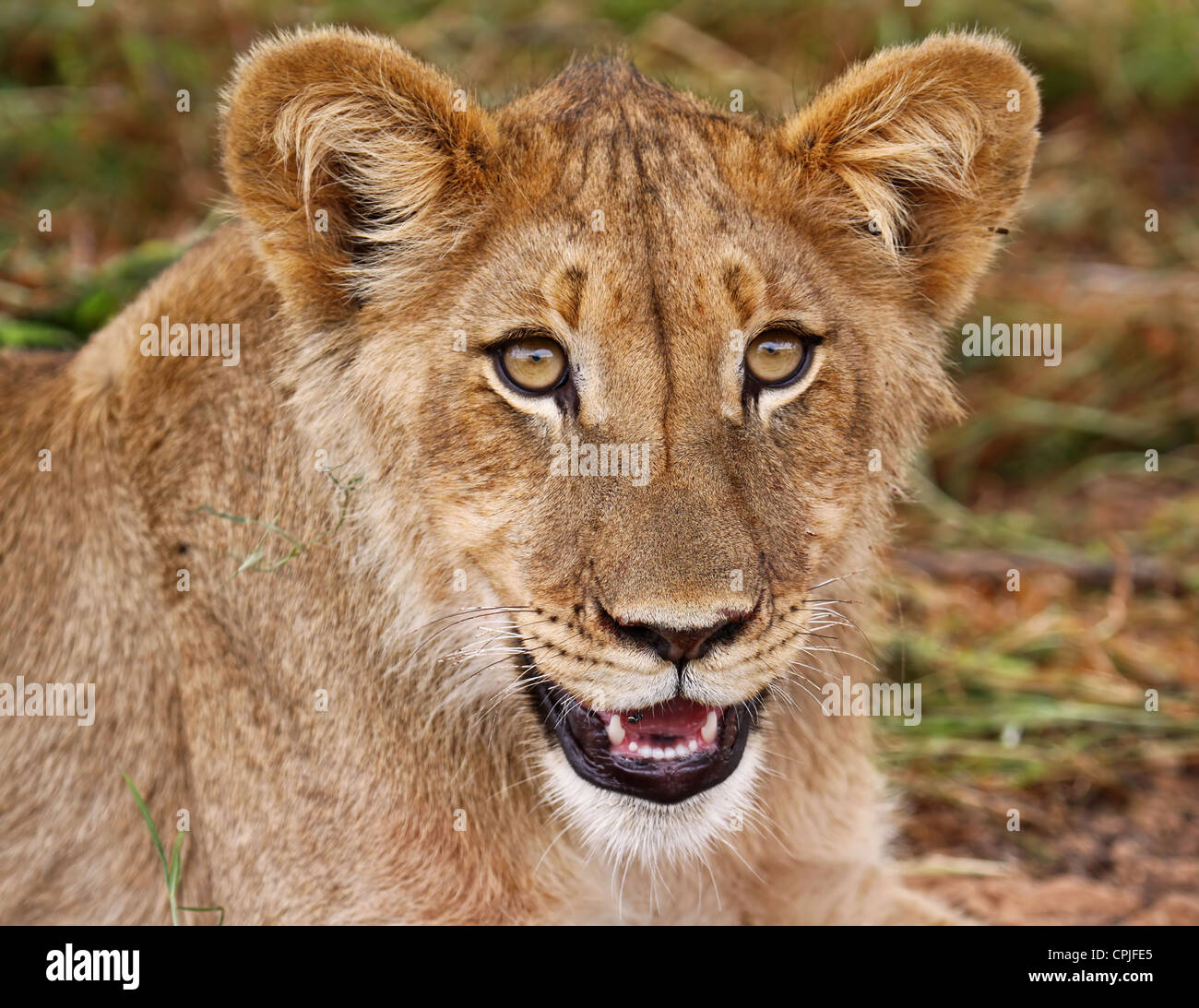 Lion in south africa hi-res stock photography and images - Alamy