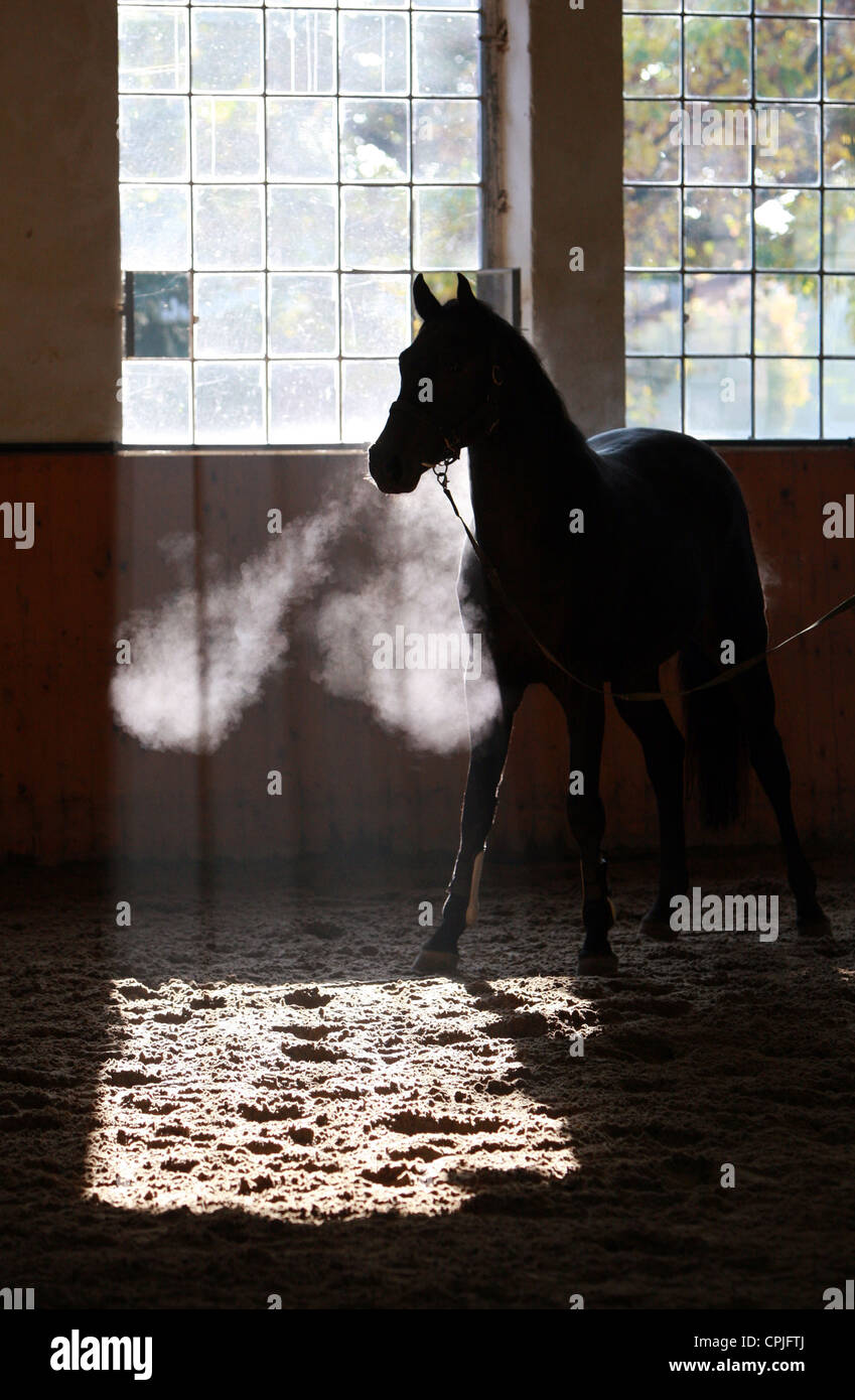 Silhouette of a horse in an indoor riding arena, Graditz, Germany Stock Photo