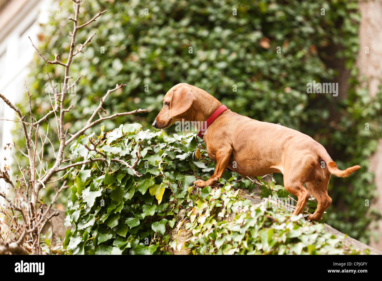 Portrait of Dachshund dog Stock Photo