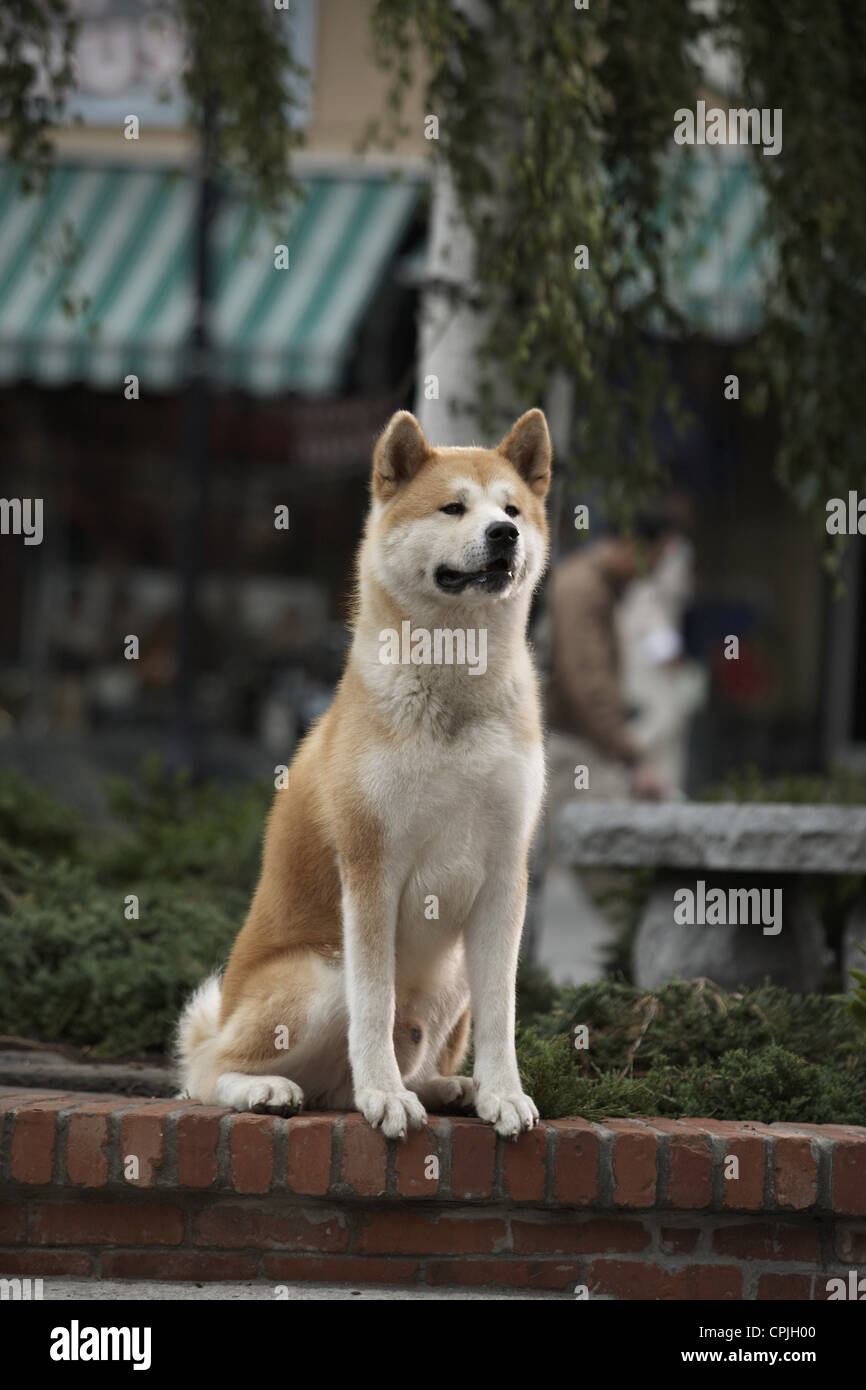 Hachi: A Dog's Story Year : 2009 - USA Director : Lasse Hallström Richard Gere Stock Photo